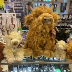 Donald-Size-Pic-1 Soft Toy Highland Cow - Donald the Highland Cow