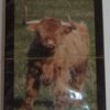 Playing Cards - Highland Cow