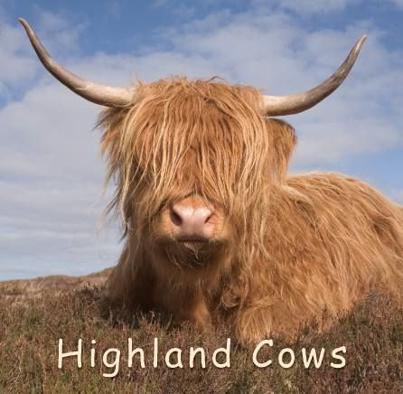 Book - Highland Cows (small)