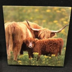 Notebook Magnetic - Highland Cow and Calf