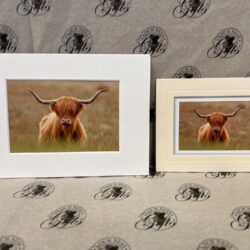 Fine Art Prints - Highlanders HC001
