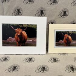 Fine Art Prints - Highlanders HC005