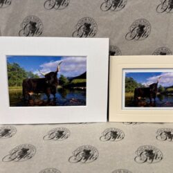 Fine Art Prints - Highlanders HC006