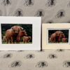 Fine Art Prints - Highlanders HC010 Fine Art Prints - Highlanders HC010