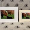 Fine Art Prints - Highlanders HC015 Fine Art Prints - Highlanders HC015