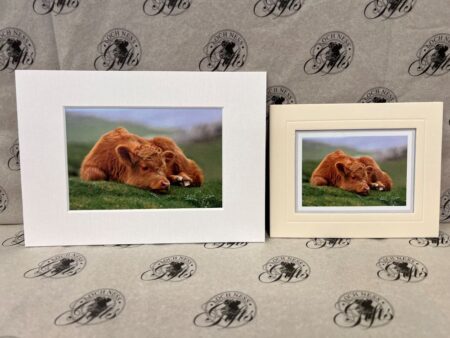 Fine Art Prints - Highlanders HC019 Fine Art Prints - Highlanders HC019