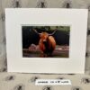Fine Print Art - Highlanders hc005 large Fine Art Prints - Highlanders HC005
