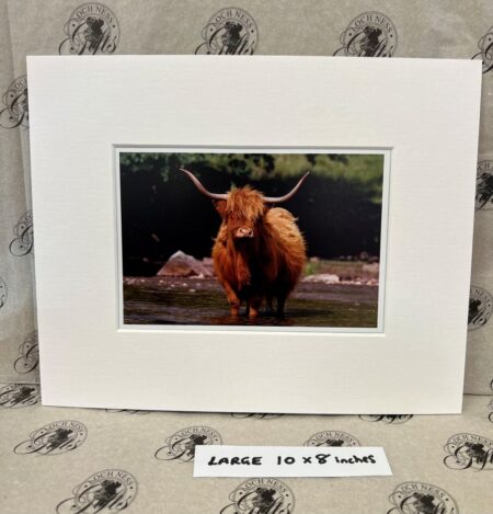 Fine Print Art - Highlanders hc005 large Fine Art Prints - Highlanders HC005