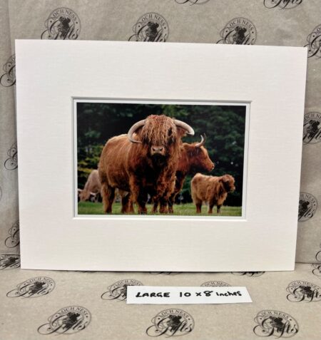 Fine Print Art - Highlanders hc010 large Fine Art Prints - Highlanders HC010