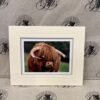 Fine Art Prints - Highlanders HC011