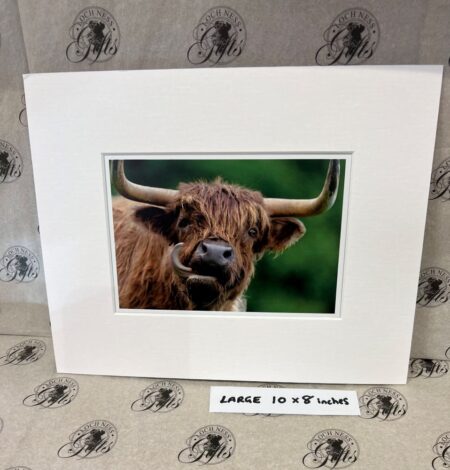 Fine Print Art - Highlanders hc014 large Fine Art Prints - Highlanders HC014