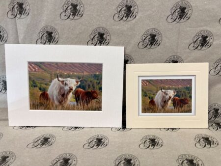 Fine Print Art - Highlanders hc017 Fine Art Prints - Highlanders HC017